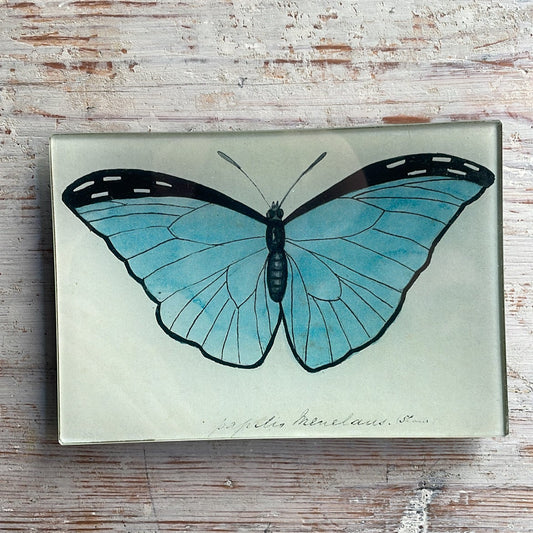 Blue Papilio (Butterfly)