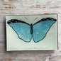 Blue Papilio (Butterfly) | John Derian