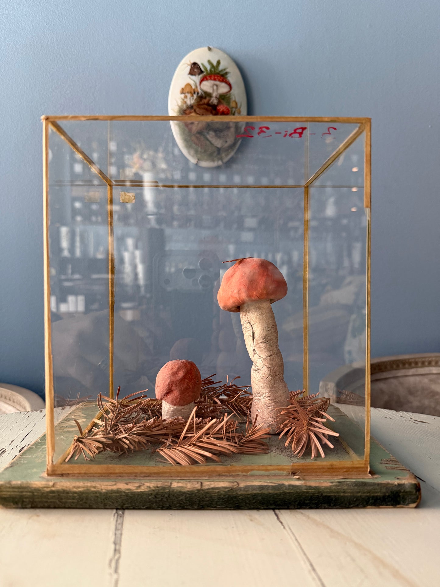 Bohemian Natural History Diorama I: Woodland Mushroom Study