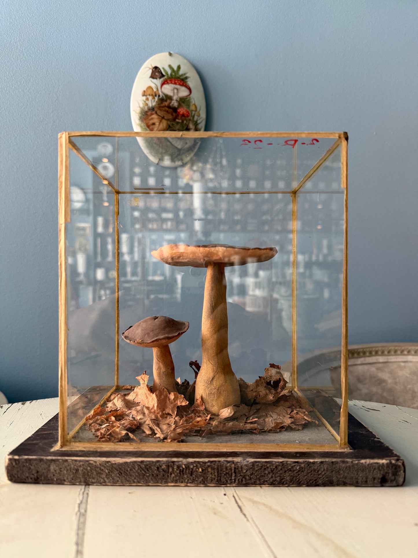 Bohemian Natural History Diorama IV: Woodland Mushroom Specimen