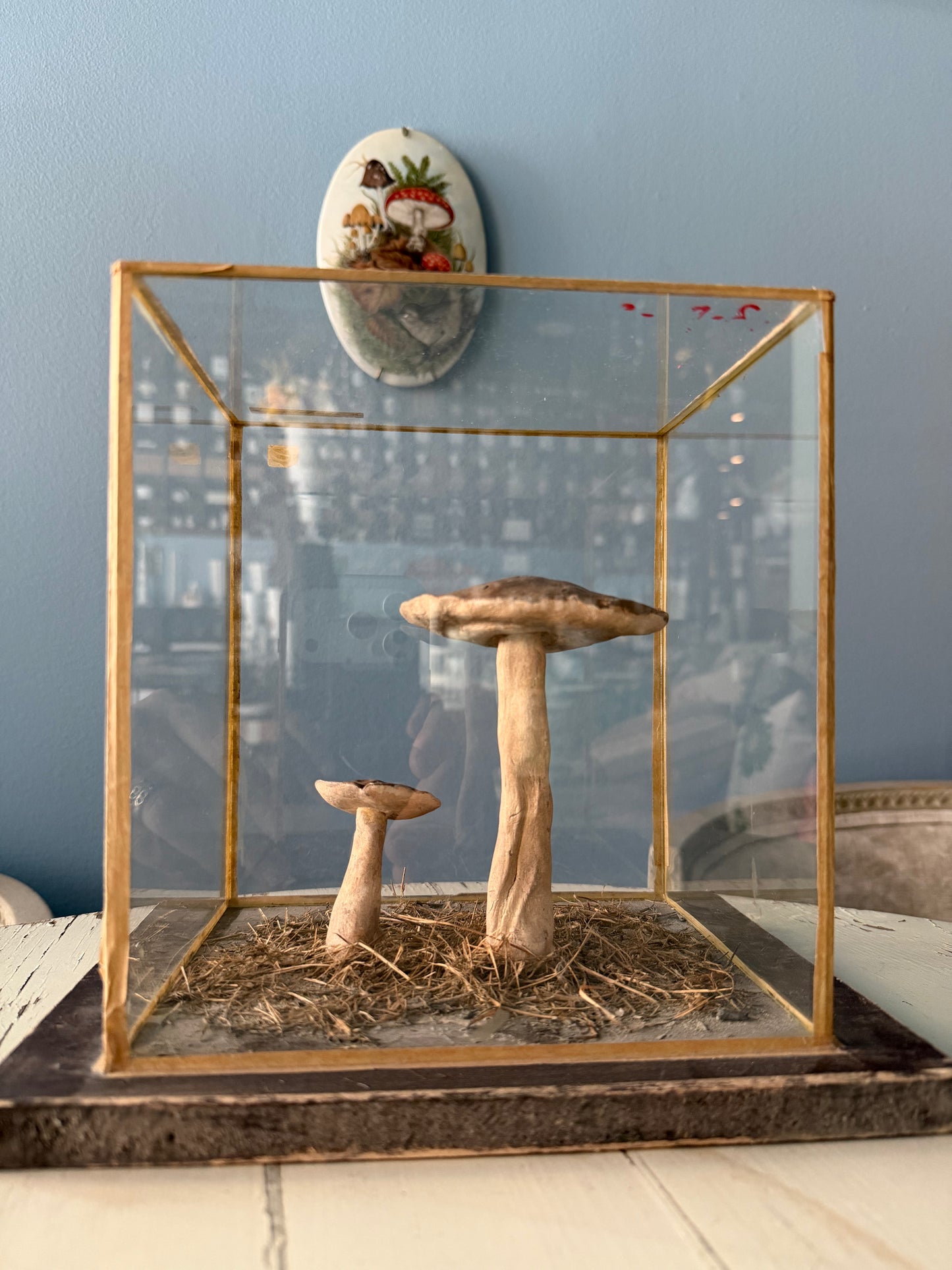 Bohemian Natural History Diorama III: Forest Mushroom Study