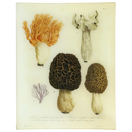 Morels - Mushrooms - Pl. 1 | John Derian