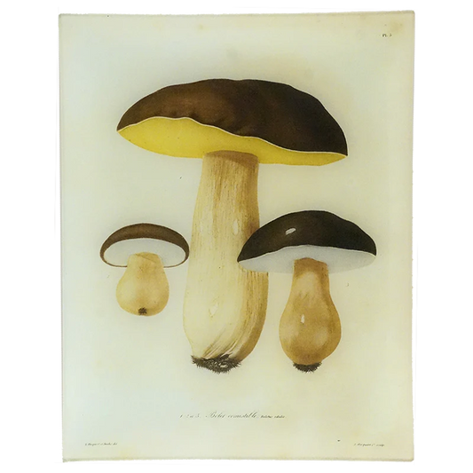Mushrooms - Pl. 5 | John Derian