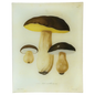Mushrooms - Pl. 5 | John Derian