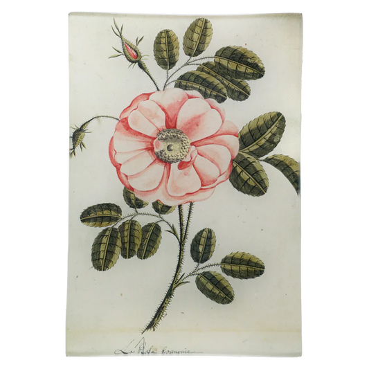 Painted Rose - La Rose | John Derian