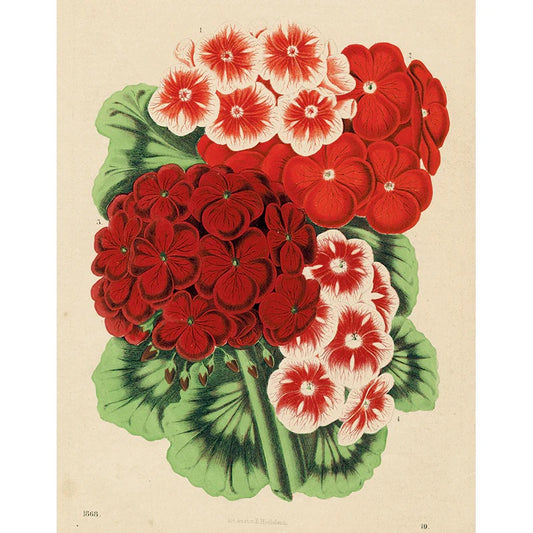 Pelargonium 1868 (p 334) | John Derian