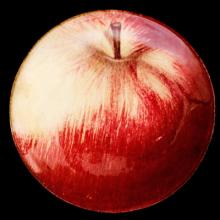 John Derian Small Apple Plate by Astier de Villatte, B2B product view