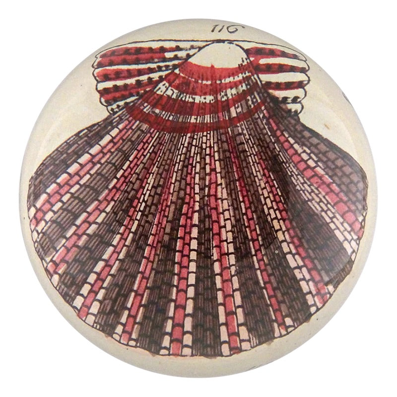 Scallop 116 - Dome Paperweight | John Derian