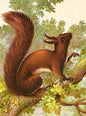Squirrel Small Folded Card with Envelope | Skona Ting