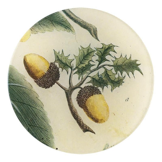 Acorns | John Derian - Bon Ton goods