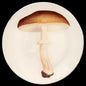 Agaric Blanc Fauve Dinner Plate, John Derian | Astier de Villatte: Exclusive Pre-Order Item - Bon Ton goods