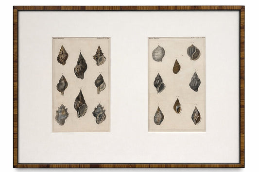 Antique Swedish Hand-Colored Shell Etchings, Framed - Bon Ton goods