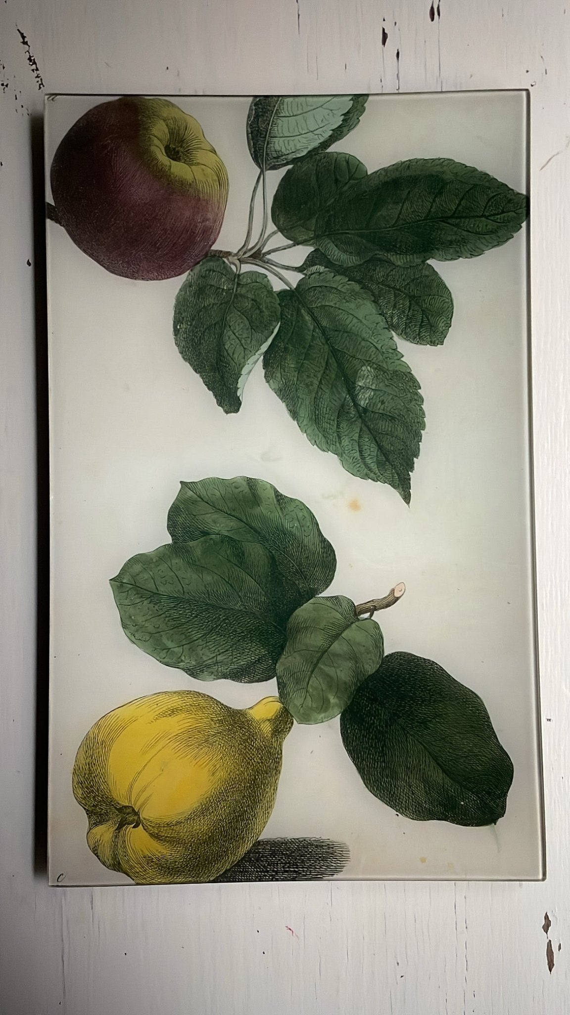 Apple and Quince | John Derian - Bon Ton goods
