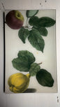 Apple and Quince | John Derian - Bon Ton goods