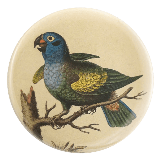 Blue Headed Parrot - Mirror & Button Pins | John Derian - Bon Ton goods