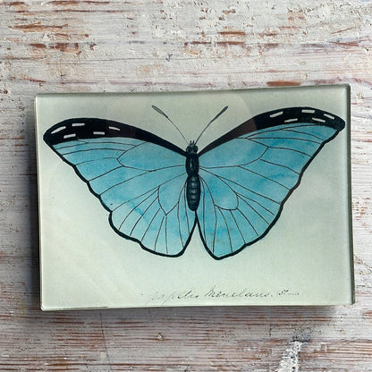 Blue Papilio (Butterfly) | John Derian - Bon Ton goods
