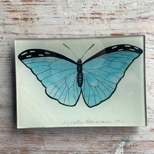 Blue Papilio (Butterfly) | John Derian - Bon Ton goods