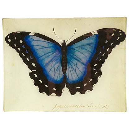 Blue Papilio Erector | John Derian - Bon Ton goods
