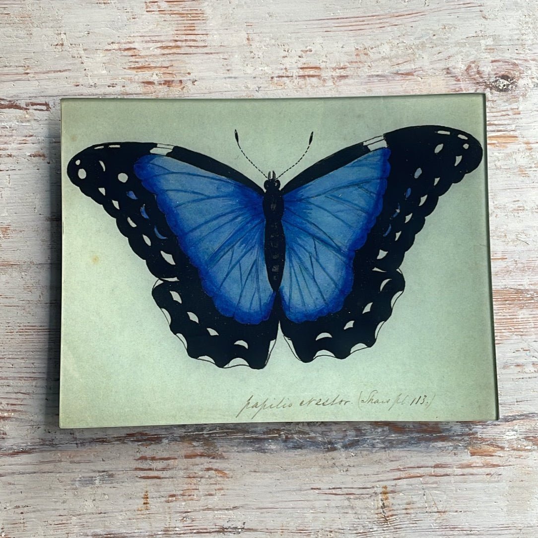 Blue Papilio Erector | John Derian - Bon Ton goods