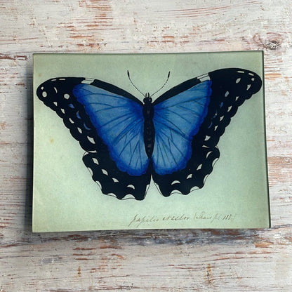 Blue Papilio Erector | John Derian - Bon Ton goods