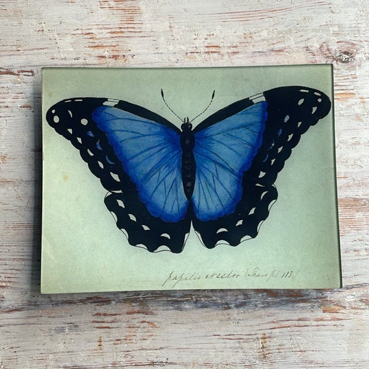 Blue Papilio Erector | John Derian - Bon Ton goods