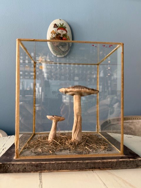 Bohemian Natural History Diorama III: Forest Mushroom Study - Bon Ton goods