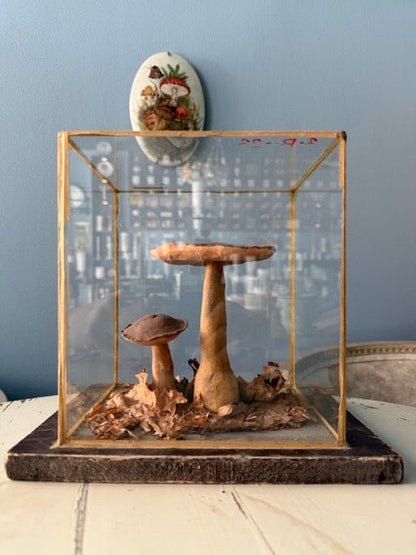 Bohemian Natural History Diorama IV: Woodland Mushroom Specimen - Bon Ton goods