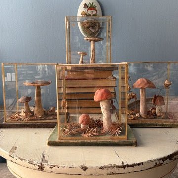 Bohemian Natural History Diorama IV: Woodland Mushroom Specimen - Bon Ton goods
