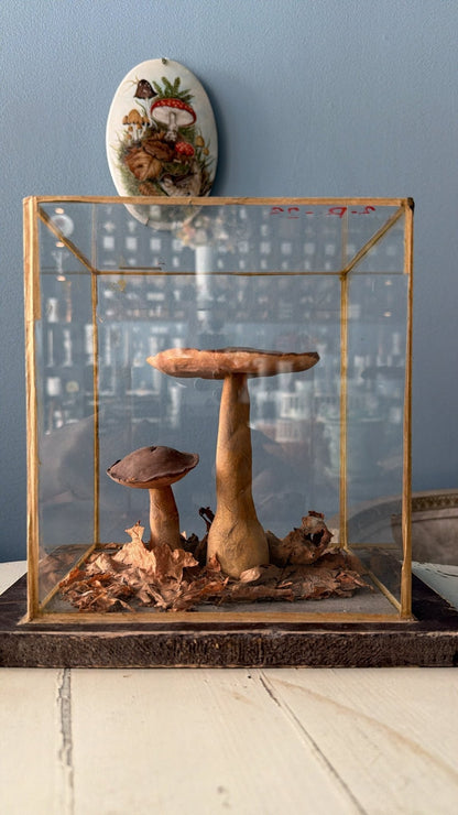 Bohemian Natural History Diorama IV: Woodland Mushroom Specimen - Bon Ton goods