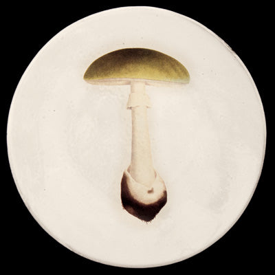 John Derian Agaric Bulbeux Dinner Plate by Astier de Villatte
