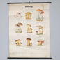 Botanical Mushroom Chart, 1960s - Bon Ton goods