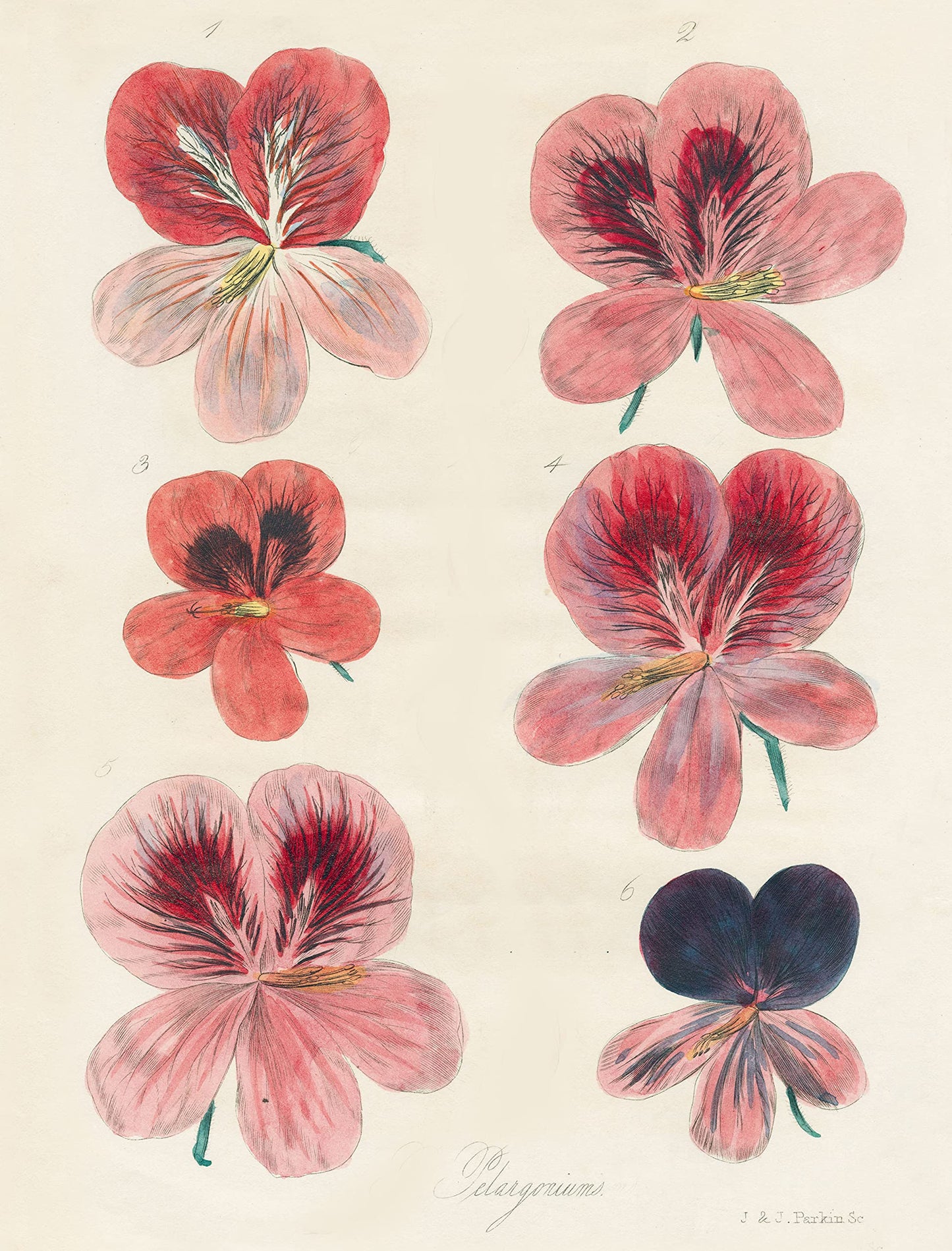John Derian Gift Wrap and Gift Tags