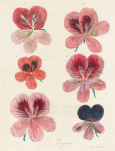 Load image into Gallery viewer, John Derian Gift Wrap and Gift Tags
