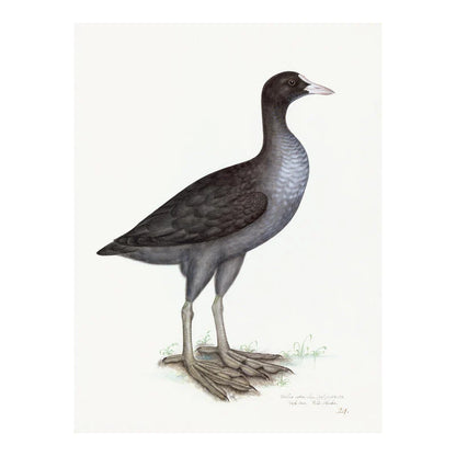 Framed Eurasian Coot Print, Plate 24 | Olof Rudbeck the Younger