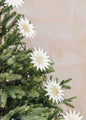 Falling Star - Swedish Garland, Off-White and Gold | Christmas Ornament - Bon Ton goods