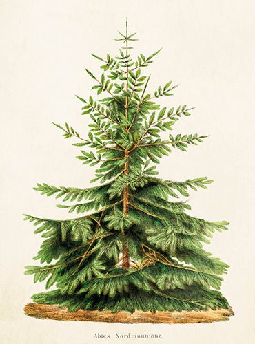 Fir Small Folded Card with Envelope | Skona Ting - Bon Ton goods