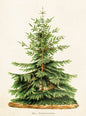 Fir Small Folded Card with Envelope | Skona Ting - Bon Ton goods