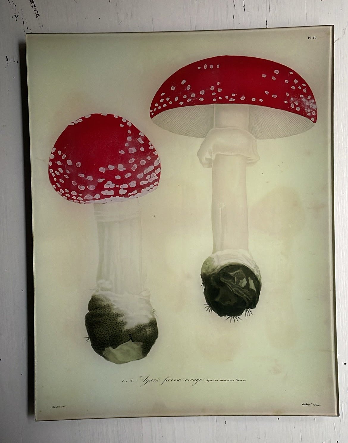Fly Agarics - Mushrooms - Pl. 18 | John Derian - Bon Ton goods