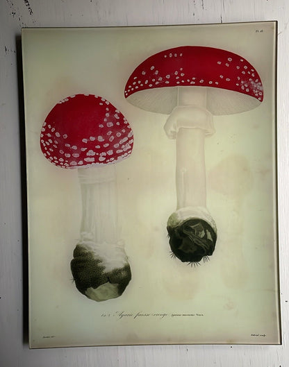 Fly Agarics - Mushrooms - Pl. 18 | John Derian - Bon Ton goods