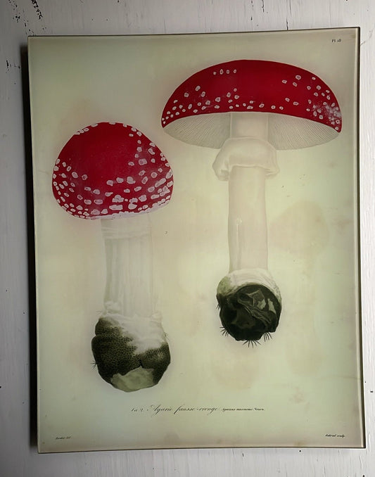 Fly Agarics - Mushrooms - Pl. 18 | John Derian - Bon Ton goods