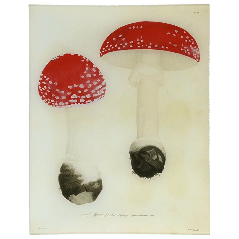 Fly Agarics - Mushrooms - Pl. 18 | John Derian - Bon Ton goods