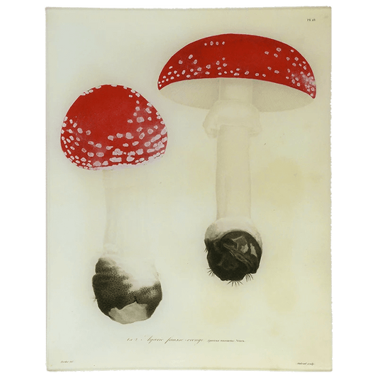 Fly Agarics - Mushrooms - Pl. 18 | John Derian - Bon Ton goods