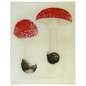Fly Agarics - Mushrooms - Pl. 18 | John Derian - Bon Ton goods