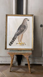Framed Bird Print – Goshawk (Female) by Olof Rudbeck the Younger - Bon Ton goods