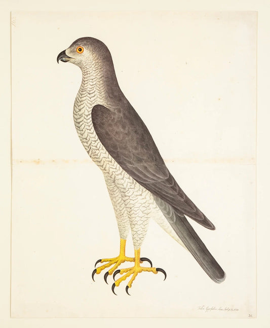 Framed Bird Print – Goshawk (Male) by Olof Rudbeck the Younger - Bon Ton goods