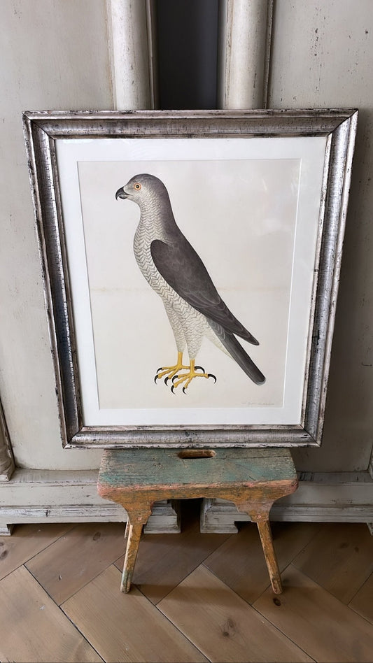 Framed Bird Print – Goshawk (Male) by Olof Rudbeck the Younger - Bon Ton goods