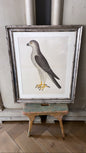 Framed Bird Print – Goshawk (Male) by Olof Rudbeck the Younger - Bon Ton goods