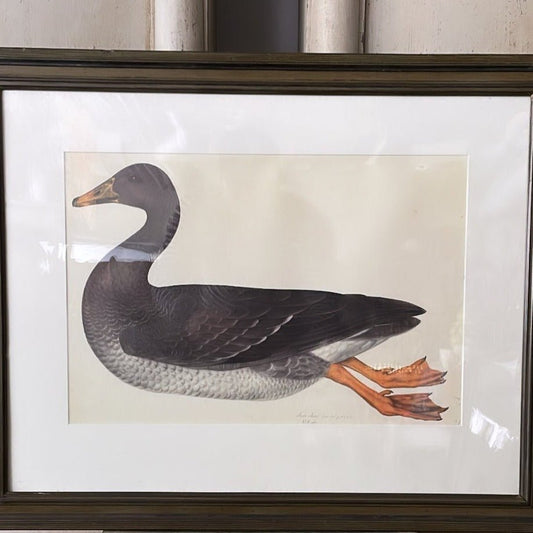 Framed Bird Print – Greylag Goose by Olof Rudbeck the Younger - Bon Ton goods