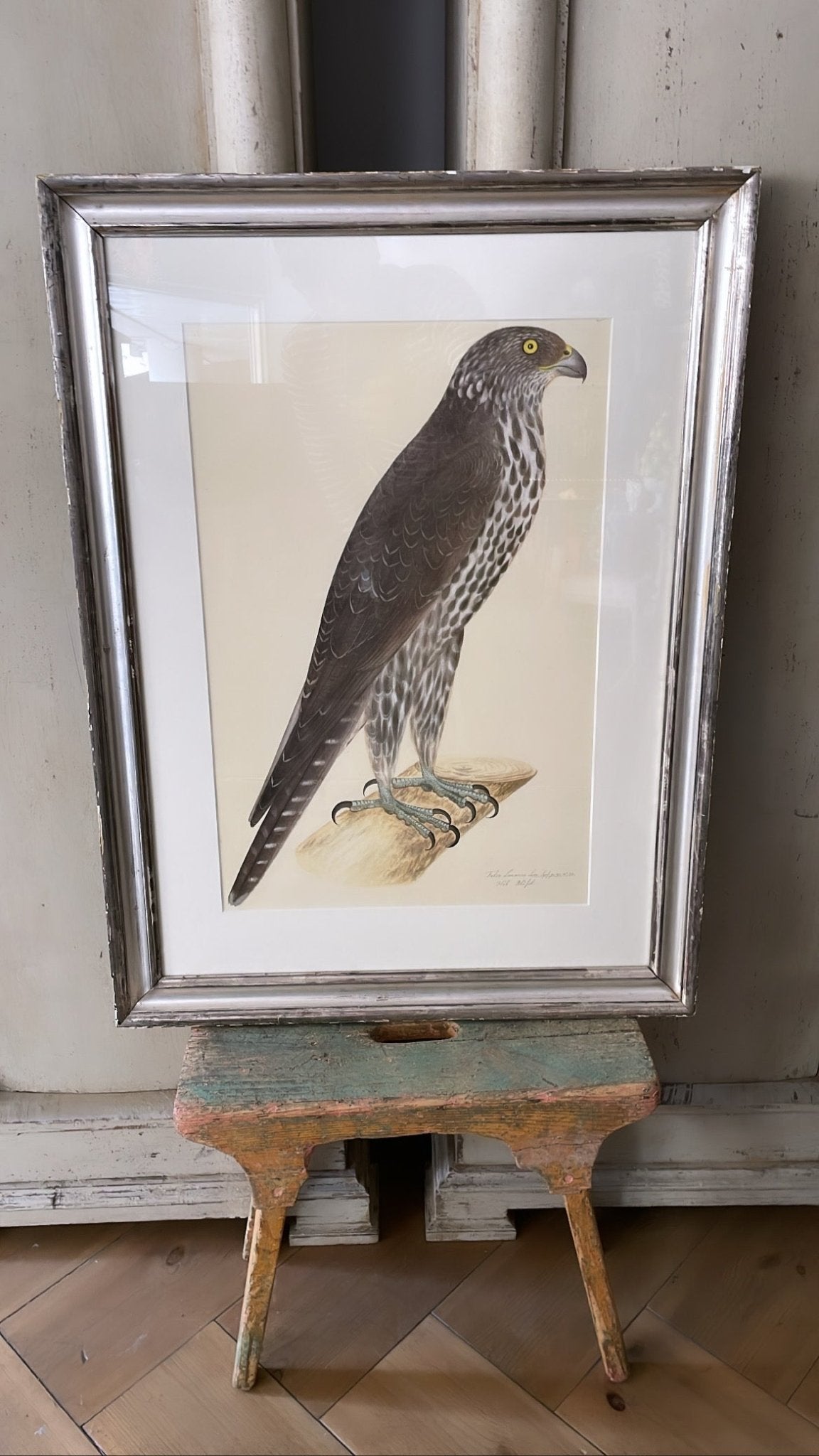 Framed Bird Print - Gyrfalcon by Olof Rudbeck the Younger - Bon Ton goods
