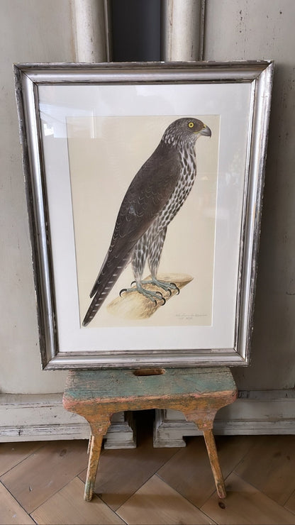 Framed Bird Print - Gyrfalcon by Olof Rudbeck the Younger - Bon Ton goods